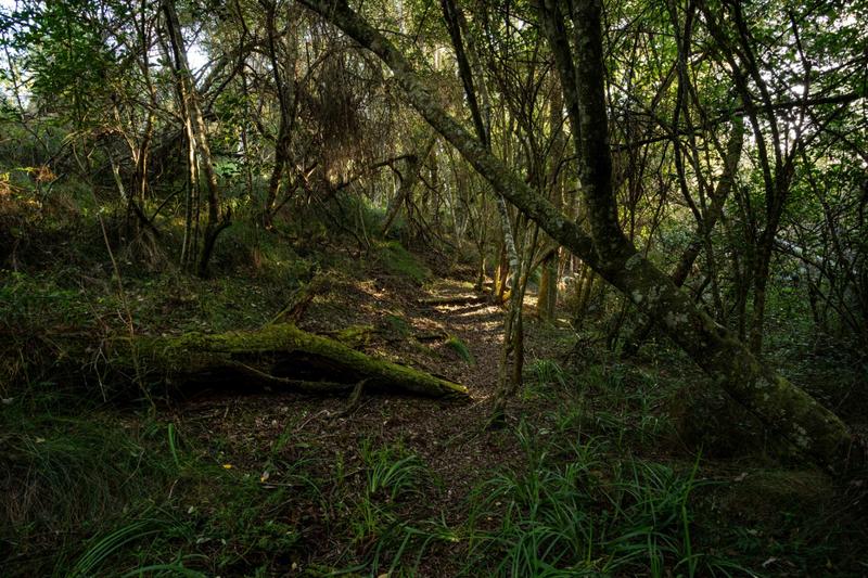 5 Bedroom Property for Sale in The Crags Western Cape